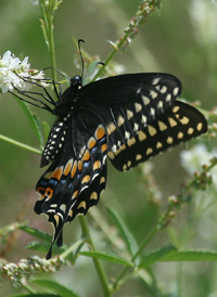 Black Swallowtail